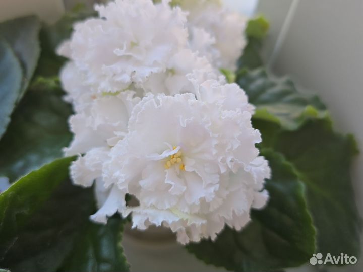 Фиалка белая сортовая