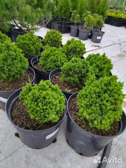Широкий ассортимент хвойников