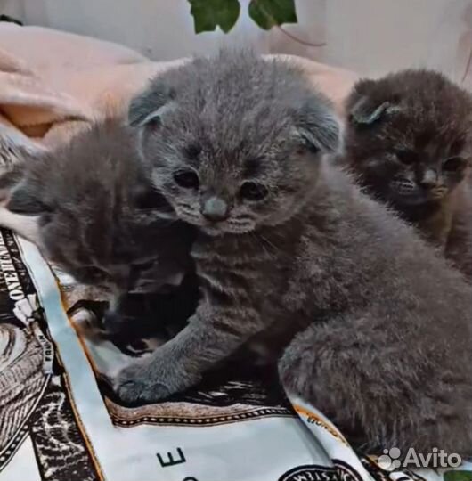 Шотландская вислоухая