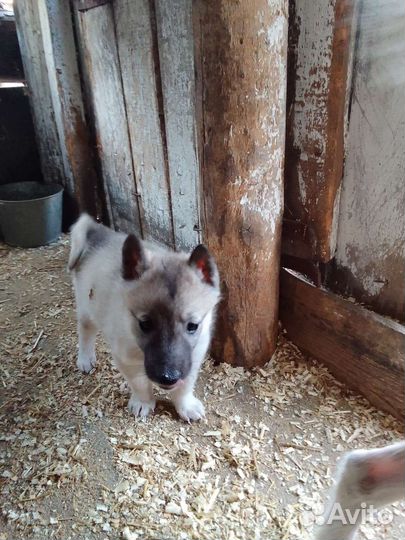 Щенки зсл от рабочих собак