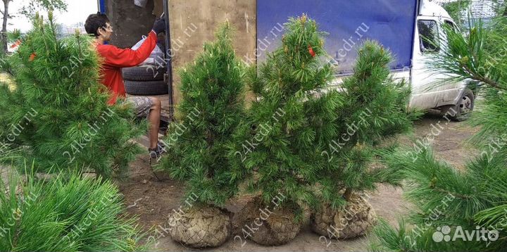 Сибирский кедр экстра класс. Саженцы