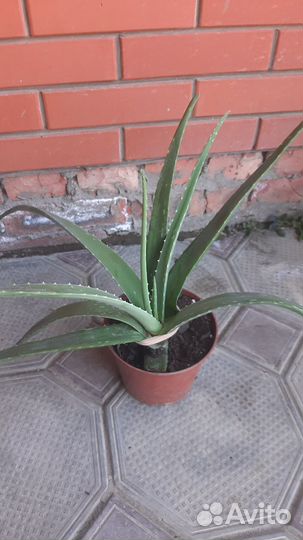 Каланхоэ,декабрист, традесканция, алоэ