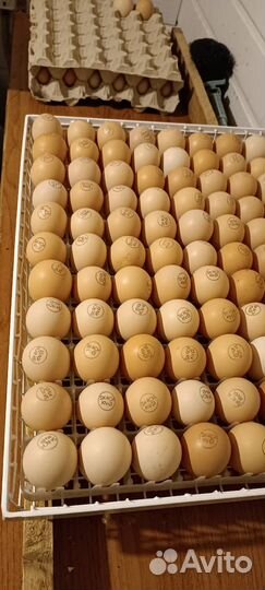 Инкубационное яйцо бройлера, индейки, несушки