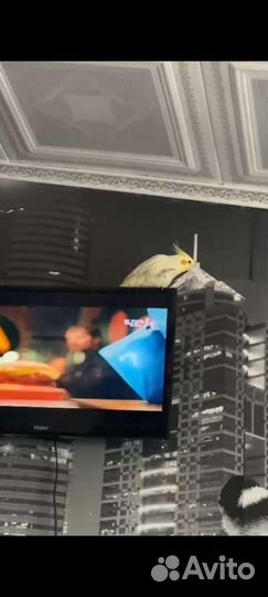 Попугай корелла