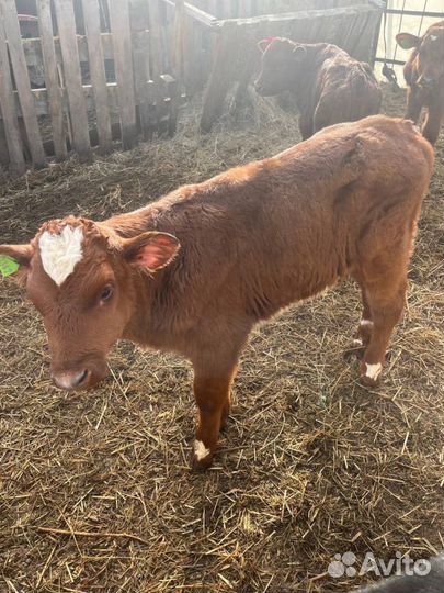 Отменные телята бычки с доставкой на транспорте