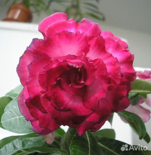 Адениум сорт Маркиза, Porcelain 2 и Ploy Prakai