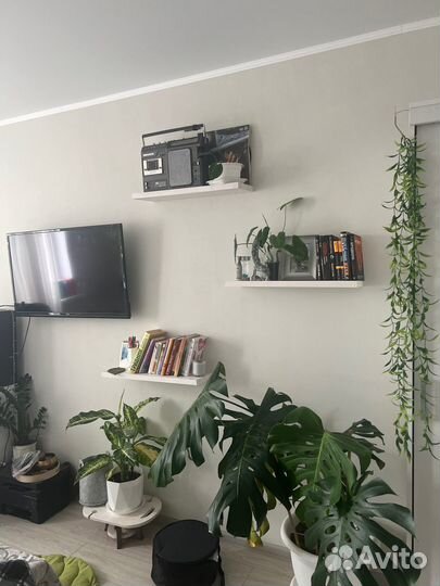 Коллекция домашних цветов оптом