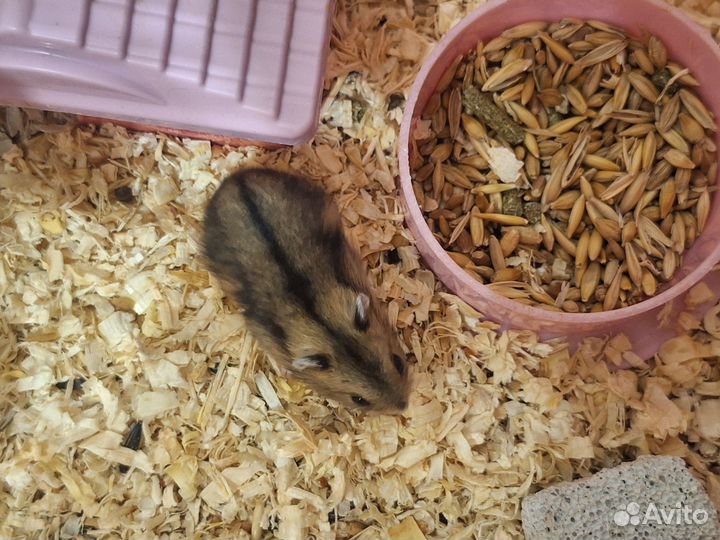 Джунгарские хомячки с клеткой