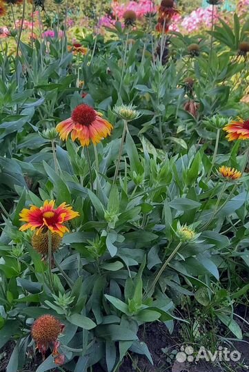 Многолетники для вашего сада