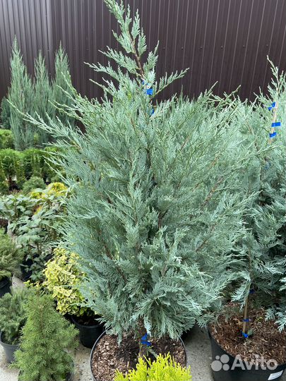 Можжевельник блю эрроу, мунглоу, мофат блю, блючип