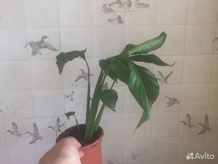 Спатифиллум - женское счастье