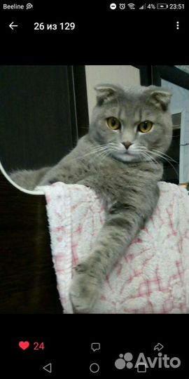 Шотландский вислоухий кот