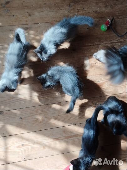 Красивые котята в добрые руки