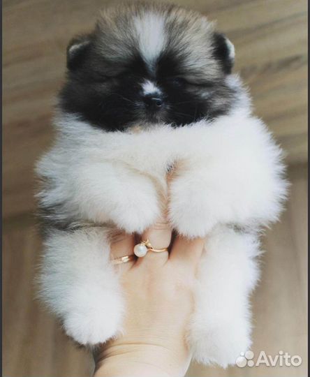 Шикарные малыши