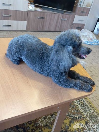 Стрижка собак и кошек с выездом, груминг с выездом