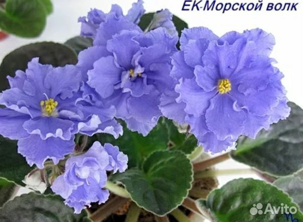 Сортовые фиалки