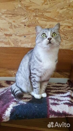 Кошка в дар