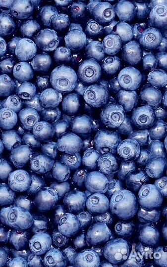 Наберу свежую чернику