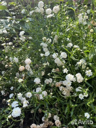 Многолетние садовые цветы