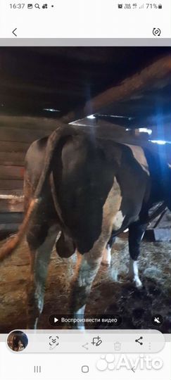 Овцы бараны