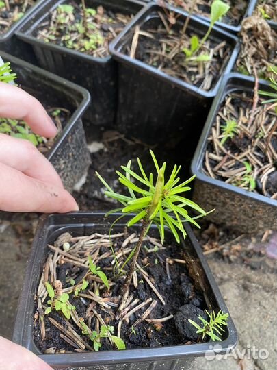 Пихта нордмана