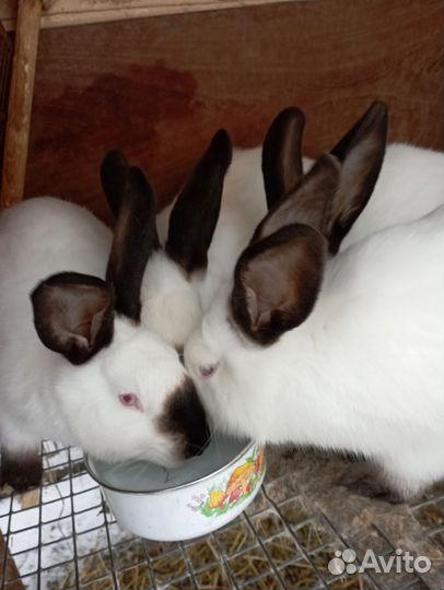 Калифорнийцы