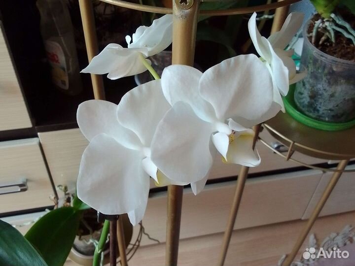 Орхидея фаленопсис