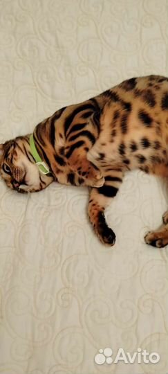Бенгальский кот вязка