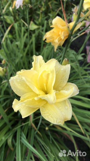 Лилейники сортовые