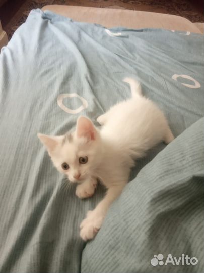 Отдам в добрые руки мальчик котенок