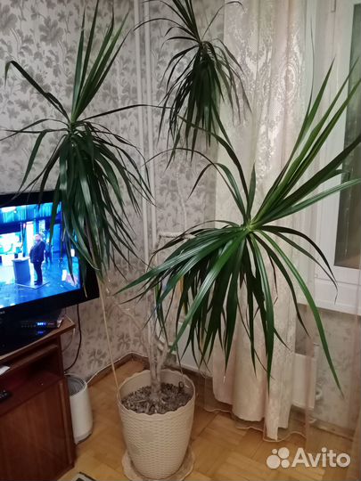 Комнатное дерево драцена