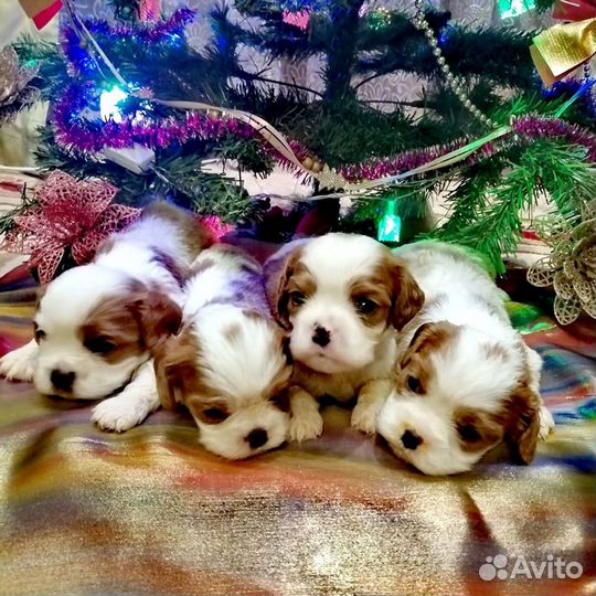 Кавалер кинг чарльз спаниель в резерв