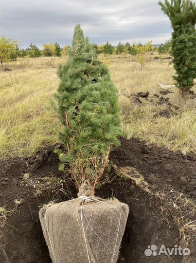 Саженцы оптом