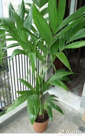 Детки Сансы циллиндрика и ареки