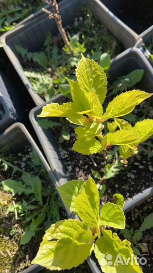 Лимонник китайский