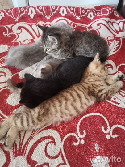 Шотландская кошка