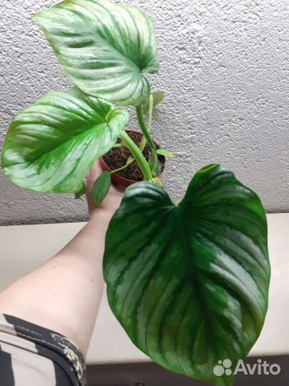 Филодендрон Мамей