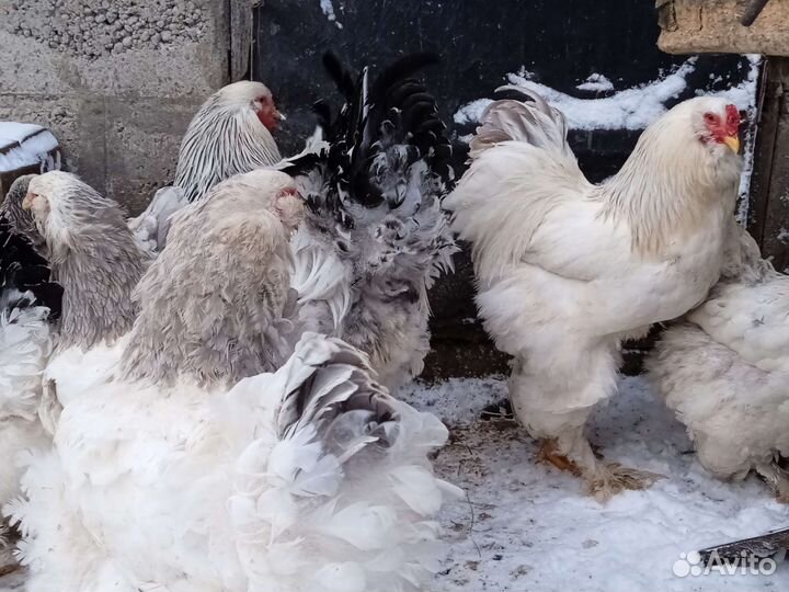 Инкубационное яйцо Брамы