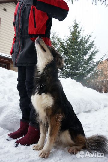 Коррекция поведения собак (с выездом)