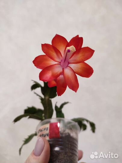 Декабрист шлюмбергера. Набор сингониумов