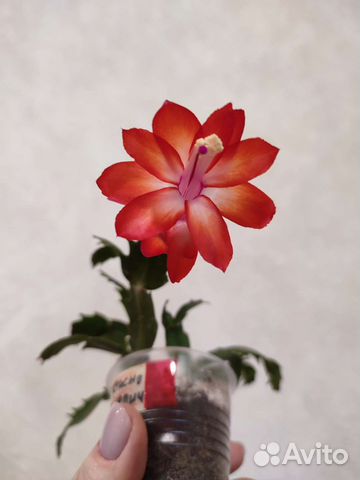 Декабрист шлюмбергера. Набор сингониумов