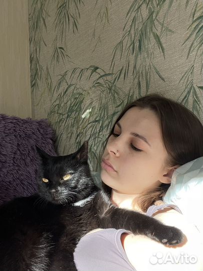 Передержка кошек