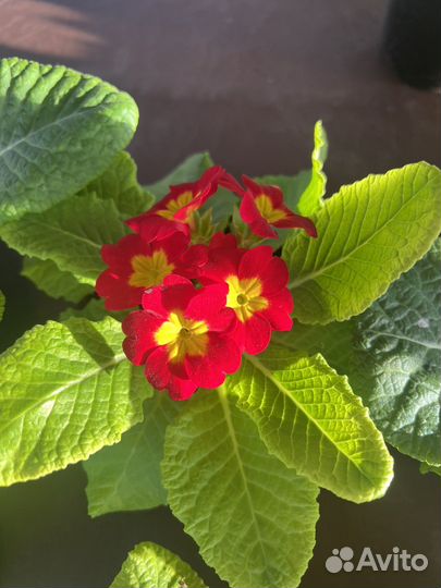 Рассада питуния, лаванда, лобелия