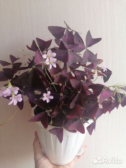 Кислица оксалис