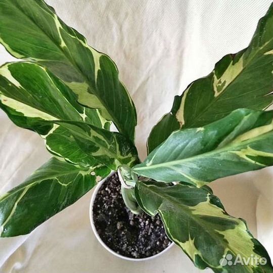 Спатифиллумы