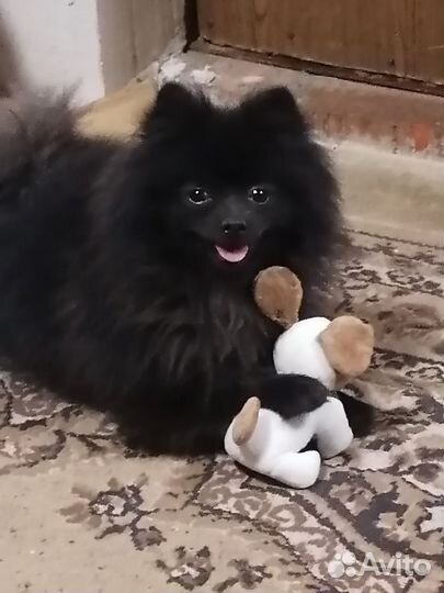 Кобель для вязки немецкий шпиц