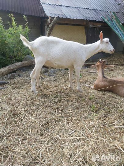 Козы, козлики икозочки на племя