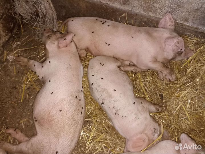 Поросята