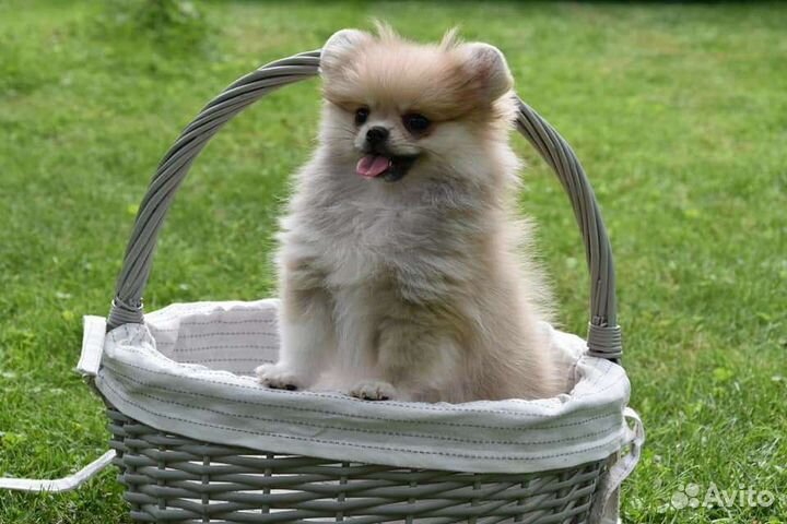 Мини шпиц мишки