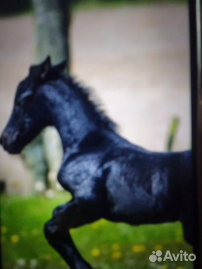 Продам жеребенка